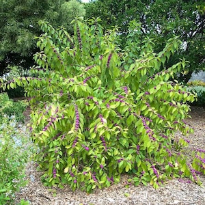 May include: A vibrant green bush with cascading branches, adorned with clusters of small, purple berries. The leaves are a lush green, creating a striking contrast with the berry color. The bush is set against a backdrop of other greenery and mulch.