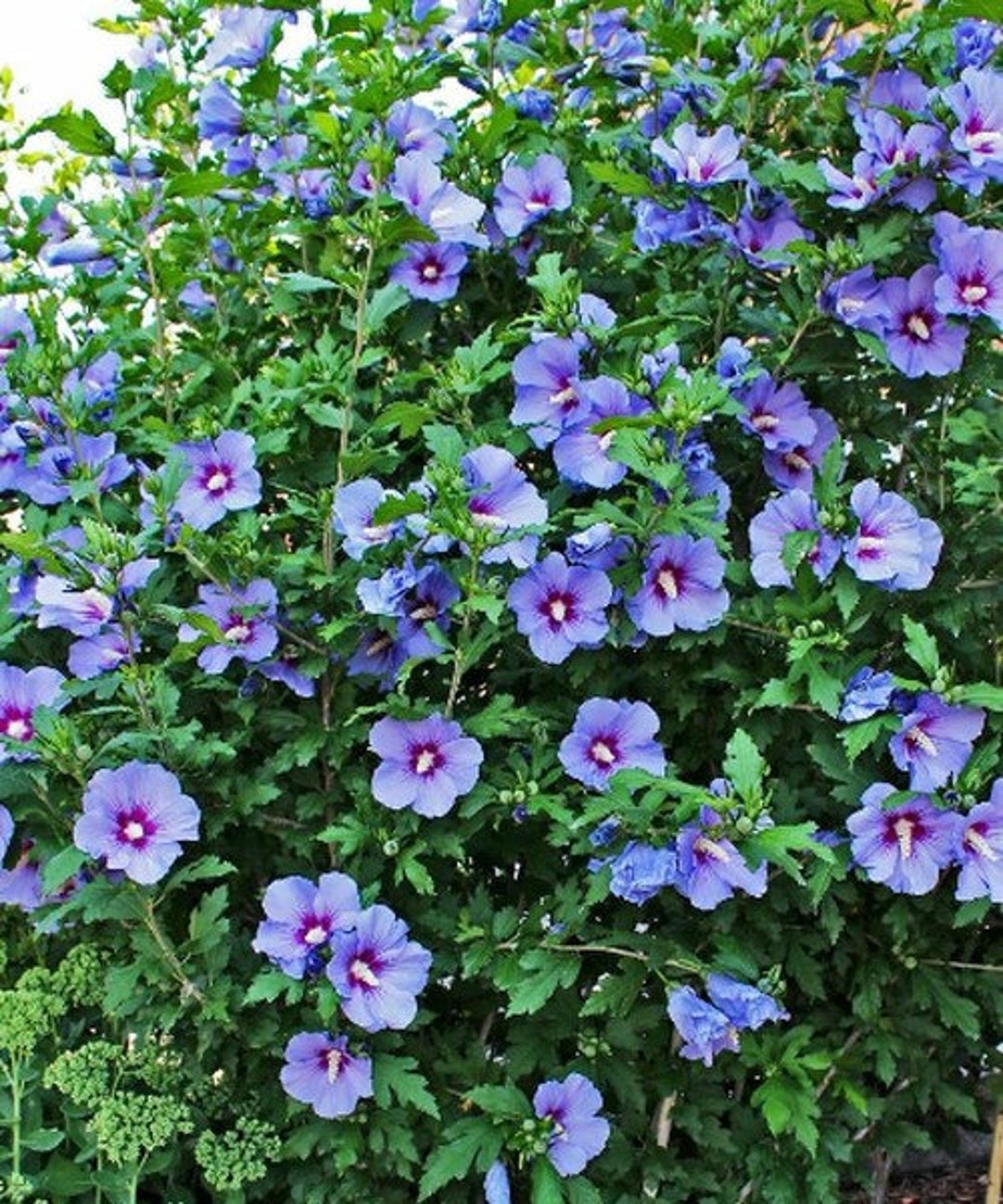 Bluebird Hibiscus, Rose of Sharon, Althea, Lavender Blue Flowers, 2