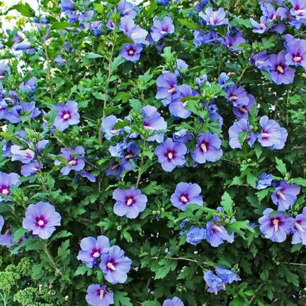 Bluebird Hibiscus, Rose of Sharon, Althea, Lavender Blue Flowers, 2 Potted Plants in 3.5 Inch Pots, Easy Care, Abundant Flowers