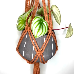 May include: A macrame plant hanger with a brown cord and a gray pot with white markings. A green plant with variegated leaves is in the pot.