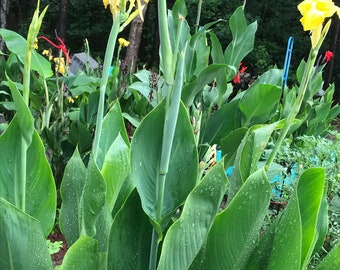 6 Count yellow canna lily bulbs/rhizomes