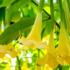 Yellow Angel’s Trumpet unrooted cuttings