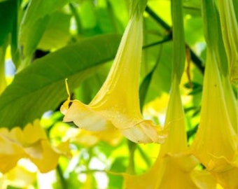 Yellow Angel’s Trumpet unrooted cuttings