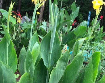 3 oranje en 3 gele canna-mix