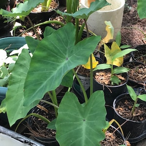 3 fast growing elephant ear root/bulbs