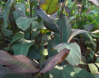 Tall dark red canna variegated foliage Musafilia canna