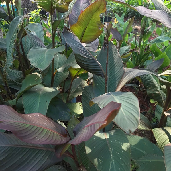 Tall dark red canna variegated foliage Musafilia canna