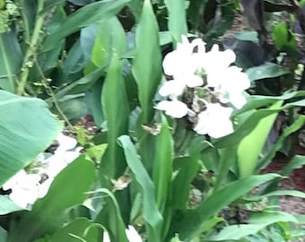 Butterfly ginger lily rhizome