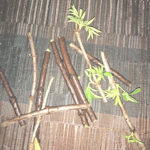 5 freshly cut elderberry cuttings
