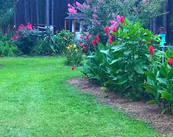 5 bulbos grandes de Canna vermelha