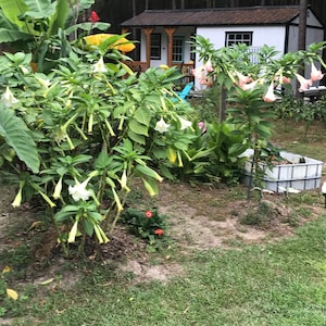 White Angel’s Trumpet unrooted cuttings