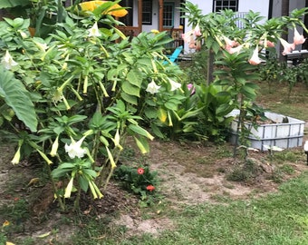 Esquejes sin raíz de Trompeta del Ángel Blanco