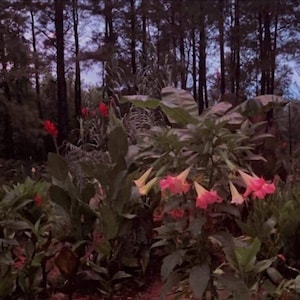Peach/pink Angel’s Trumpet unrooted cuttings