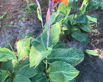 Canna Pretoria tiger bengal canna