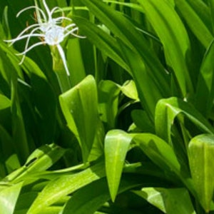 Large white spider lily bulb