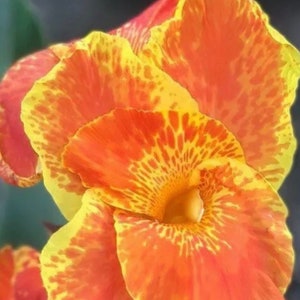 3 Count yellow/0range canna lily bulbs/rhizomes