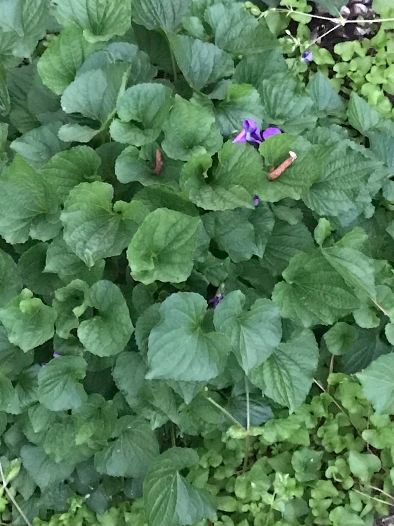 Wild Violet Rhizomes - Etsy