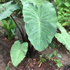 2  fast growing black running elephant elephant ear root/bulbs