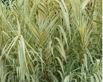 Rizomi di erba di canna striata gigante, rara e alta