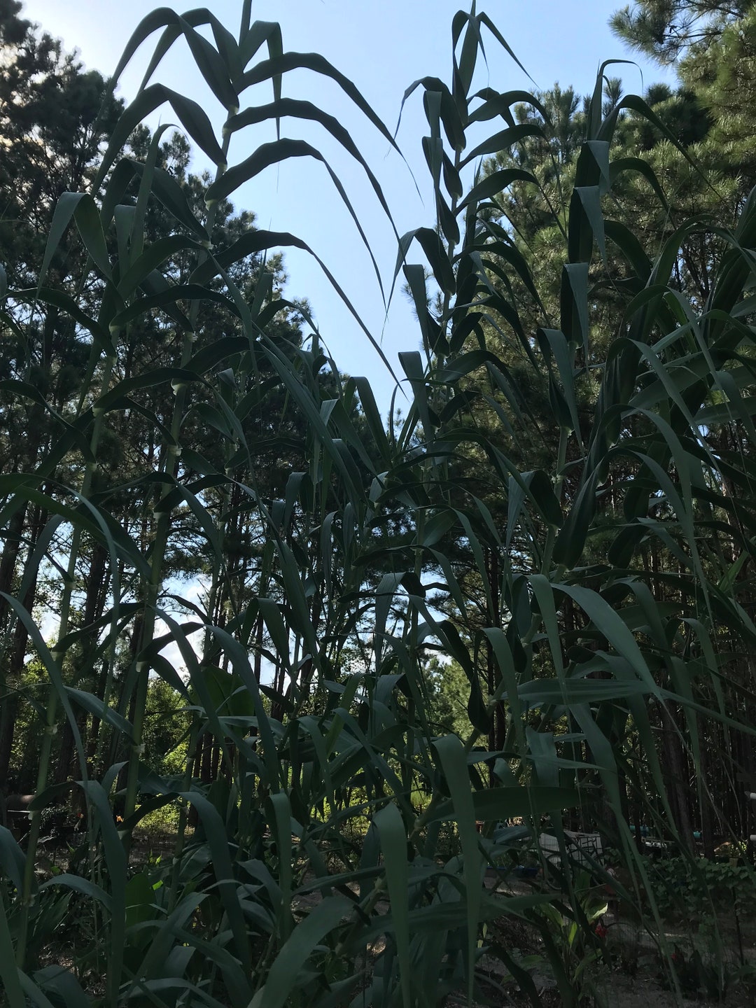 Common Reed Rizomes Giant Reed Grass Rhizomes - Etsy