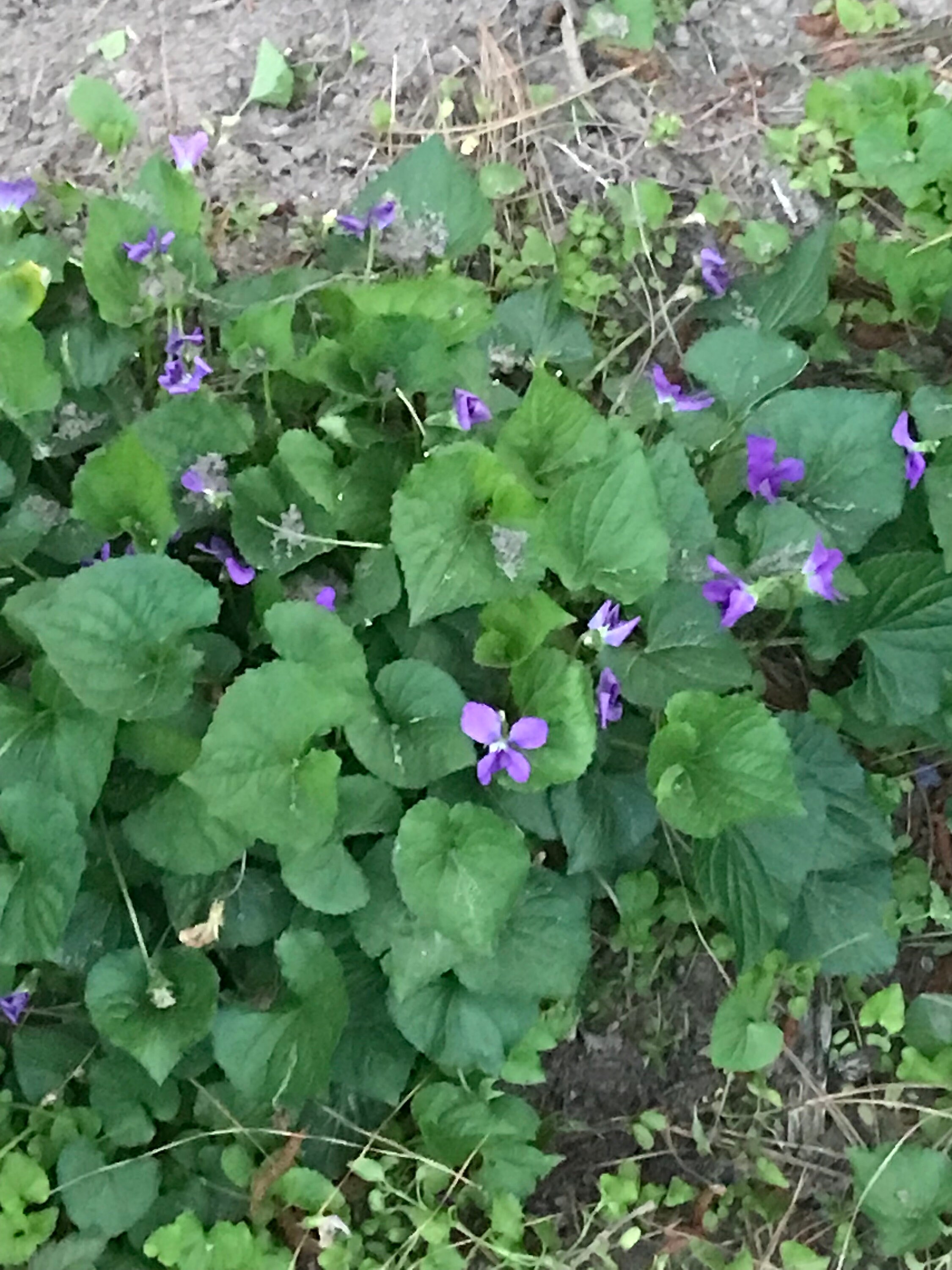 Wild Violet Rhizomes - Etsy Canada