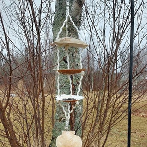 May include: A bird feeder made from three white seashells hanging from a tree branch. The feeder is suspended by a white rope and is filled with birdseed.