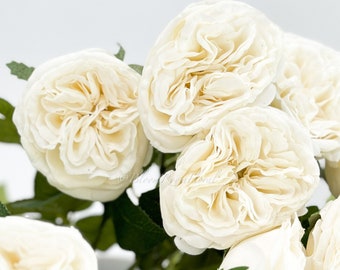 Real Touch White English Rose | 23" Tall Luxury Quality Artificial Flower | Wedding/Home Decoration | Gifts Decor | Floral Faux Floral R-039