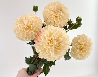 Tallo de dalia de seda color crema de 31 pulgadas: decoración floral realista para bodas