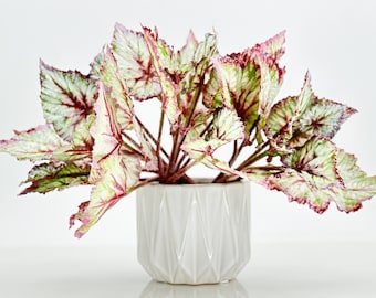 Artificial Begonia Leaves Faux Flowers 14" Floral Centerpiece Wedding Home/Kitchen Hotel Party Decoration DIY/ Begonia/ Spring Flowers M-001