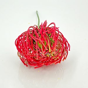 May include: A single red and green protea flower with a long stem. The flower is in bloom and has a spiky texture.