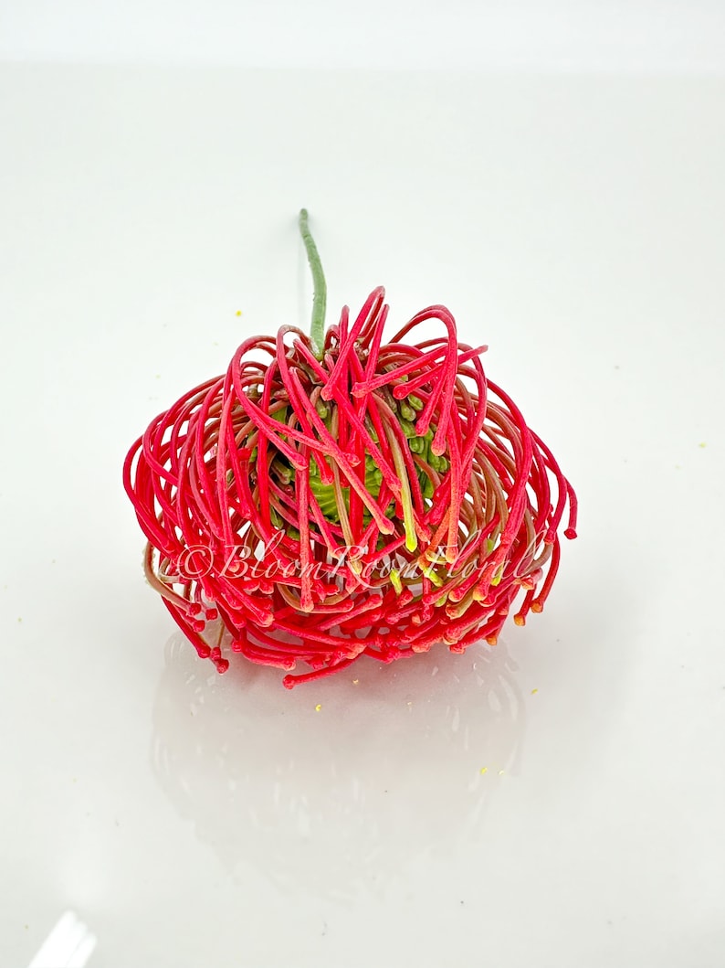 May include: A single red and green protea flower with a long stem. The flower is in bloom and has a spiky texture.