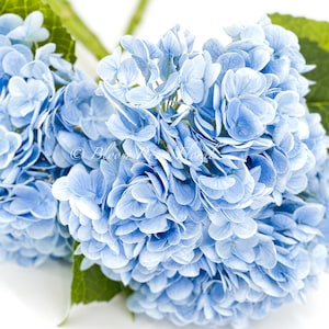 Blue Real Touch Large Hydrangea Extremely Realistic Luxury Quality Artificial Flower Wedding/Home Decoration Gift Decor Floral H-001 image 2