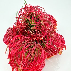 Red Protea Artificial Flower Stem - 12" Tall - DIY Floral Decor image 4