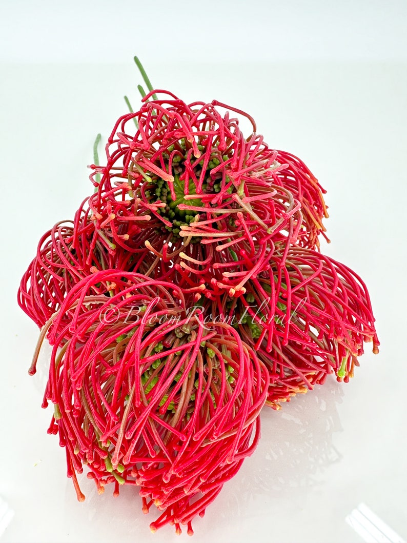 Red Protea Artificial Flower Stem - 12" Tall - DIY Floral Decor image 4