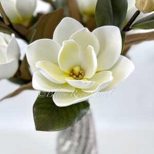 K&ouml;nnte beinhalten: Nahaufnahme einer wei&szlig;en Magnolienbl&uuml;te mit gelbem Zentrum und gr&uuml;nen Bl&auml;ttern. Die Bl&uuml;te steht in voller Bl&uuml;te und zeigt ihre zarten Bl&uuml;tenbl&auml;tter. Das Bild enth&auml;lt den Text "Bloom Room Floral".