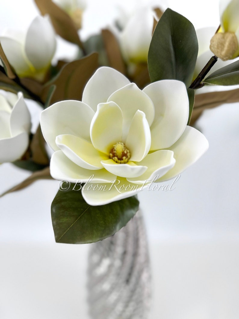 K&ouml;nnte beinhalten: Nahaufnahme einer wei&szlig;en Magnolienbl&uuml;te mit gelbem Zentrum und gr&uuml;nen Bl&auml;ttern. Die Bl&uuml;te steht in voller Bl&uuml;te und zeigt ihre zarten Bl&uuml;tenbl&auml;tter. Das Bild enth&auml;lt den Text "Bloom Room Floral".