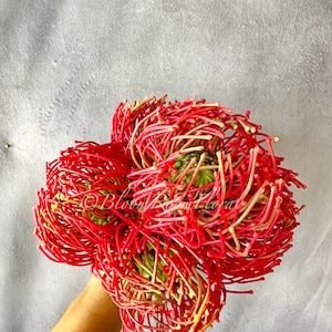 May include: A bouquet of bright red and pink protea flowers with long, thin petals. The flowers are arranged in a circular shape and are held in a hand.