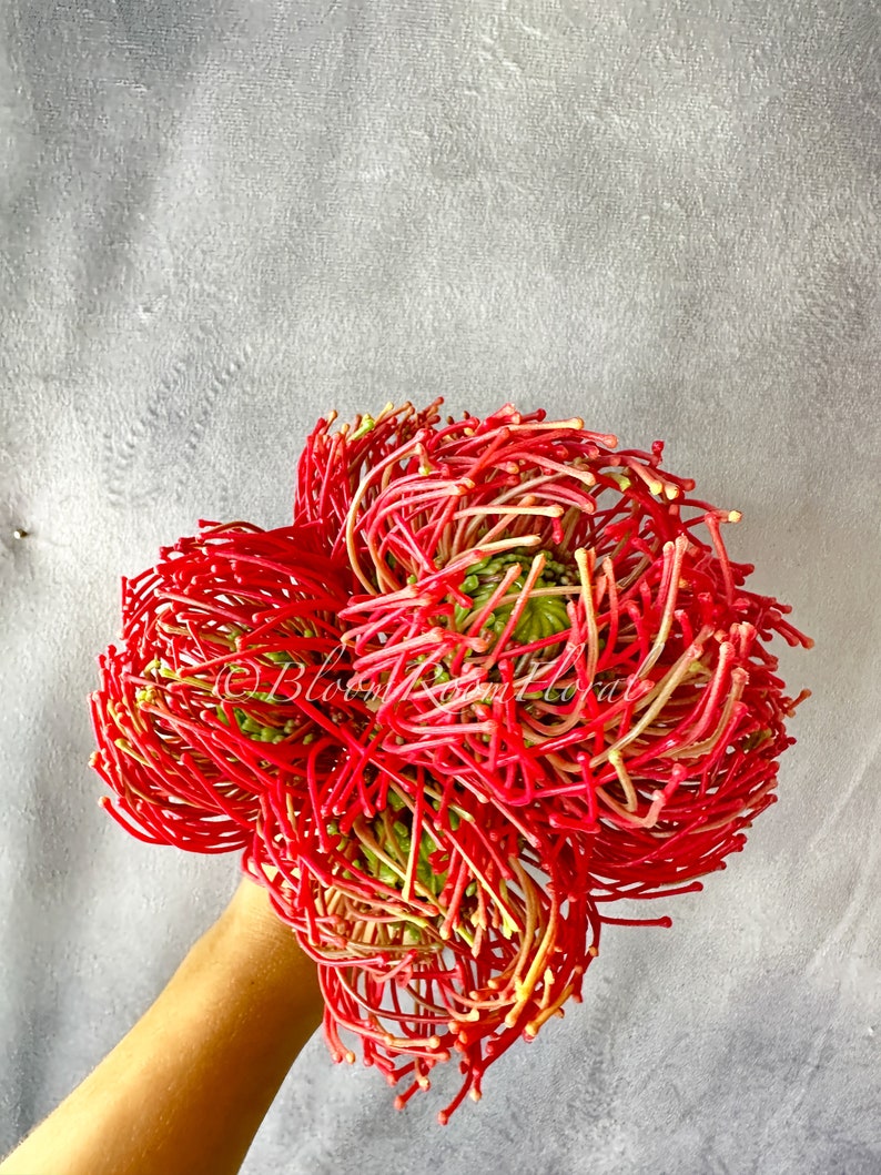May include: A bouquet of bright red and pink protea flowers with long, thin petals. The flowers are arranged in a circular shape and are held in a hand.