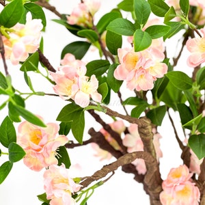 May include: Close-up of a flowering tree branch with light pink blossoms and green leaves. The flowers have a soft, layered appearance, and the branches are a dark brown color. The background is white.
