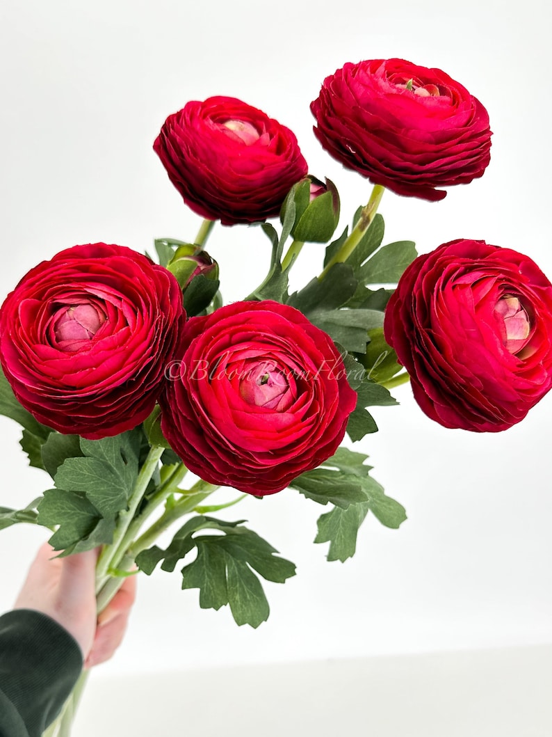 May include: A bunch of bright red ranunculus flowers with multiple blooms and green leaves. The flowers are fully open, displaying their layered petals. The stems are green, and the leaves are a darker green. The bouquet is held against a white backdrop.