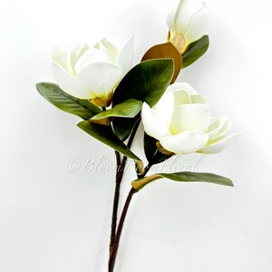 K&ouml;nnte beinhalten: Ein wei&szlig;er Magnolienbl&uuml;tenstiel mit drei ge&ouml;ffneten Bl&uuml;ten und einer Knospe. Die Bl&uuml;ten haben cremewei&szlig;e Bl&uuml;tenbl&auml;tter und sind von dunkelgr&uuml;nen Bl&auml;ttern umgeben. Der Stiel ist braun und der Hintergrund ist wei&szlig;.