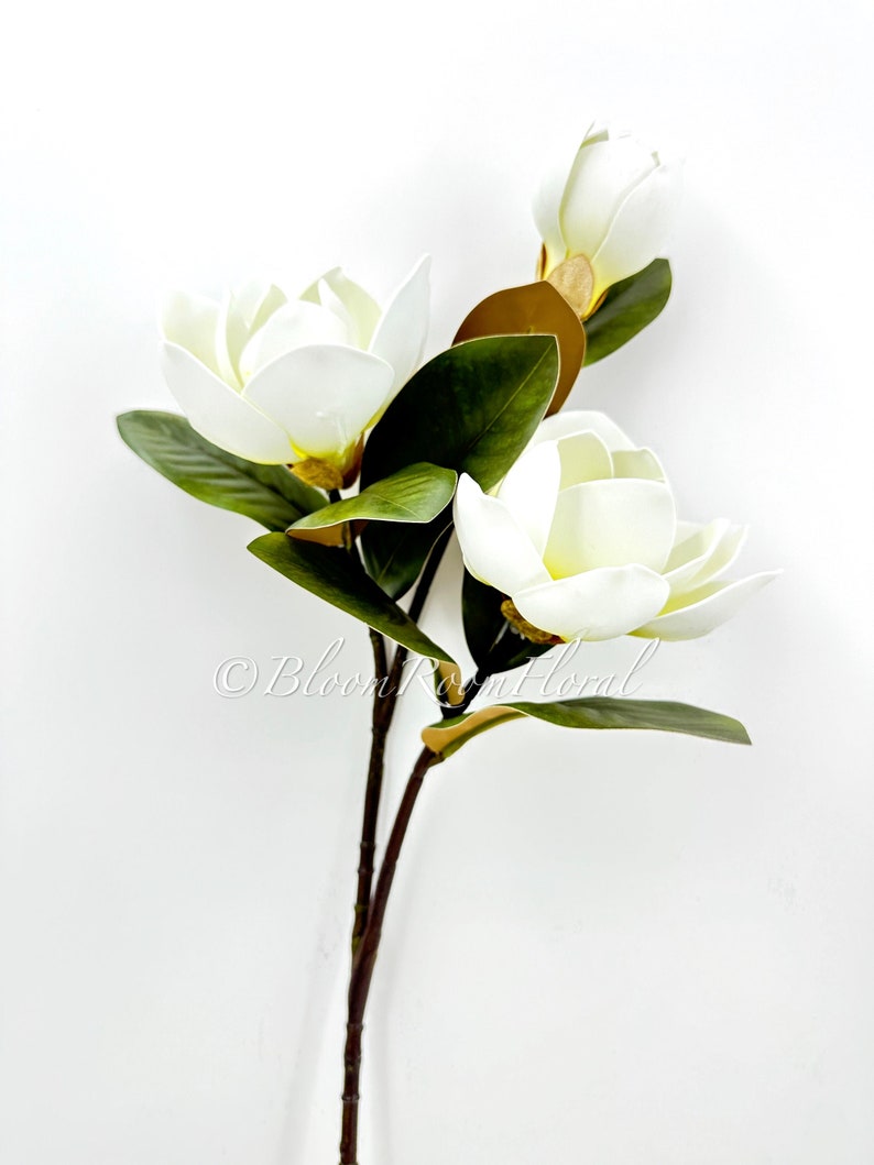 K&ouml;nnte beinhalten: Ein wei&szlig;er Magnolienbl&uuml;tenstiel mit drei ge&ouml;ffneten Bl&uuml;ten und einer Knospe. Die Bl&uuml;ten haben cremewei&szlig;e Bl&uuml;tenbl&auml;tter und sind von dunkelgr&uuml;nen Bl&auml;ttern umgeben. Der Stiel ist braun und der Hintergrund ist wei&szlig;.