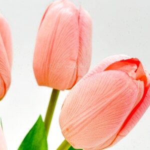 Puede incluir: Primer plano de varios tulipanes color melocot&oacute;n con tallos y hojas verdes sobre un fondo blanco. Los p&eacute;talos tienen vetas sutiles, y una flor est&aacute; parcialmente abierta. La imagen tiene una est&eacute;tica suave y natural.
