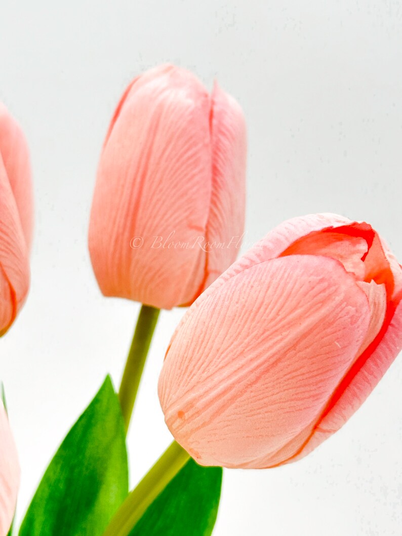 Puede incluir: Primer plano de varios tulipanes color melocot&oacute;n con tallos y hojas verdes sobre un fondo blanco. Los p&eacute;talos tienen vetas sutiles, y una flor est&aacute; parcialmente abierta. La imagen tiene una est&eacute;tica suave y natural.