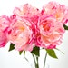 see more listings in the Peonies section