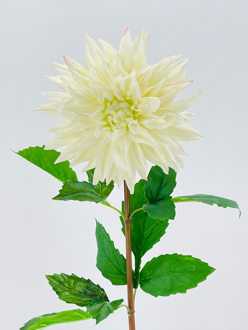 White Real Touch Large Dahlia Extremely Realistic Luxury Quality Artificial Flower Wedding/Home Decoration Gifts Decor Floral D-002 image 3