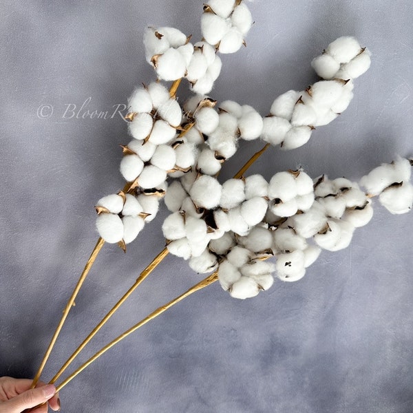 1 Dried Real Cotton Branch 30" Long 10 Cotton Balls, Branches Cotton Natural Rustic Wedding Decor Centerpiece Floral Flowers Artificial