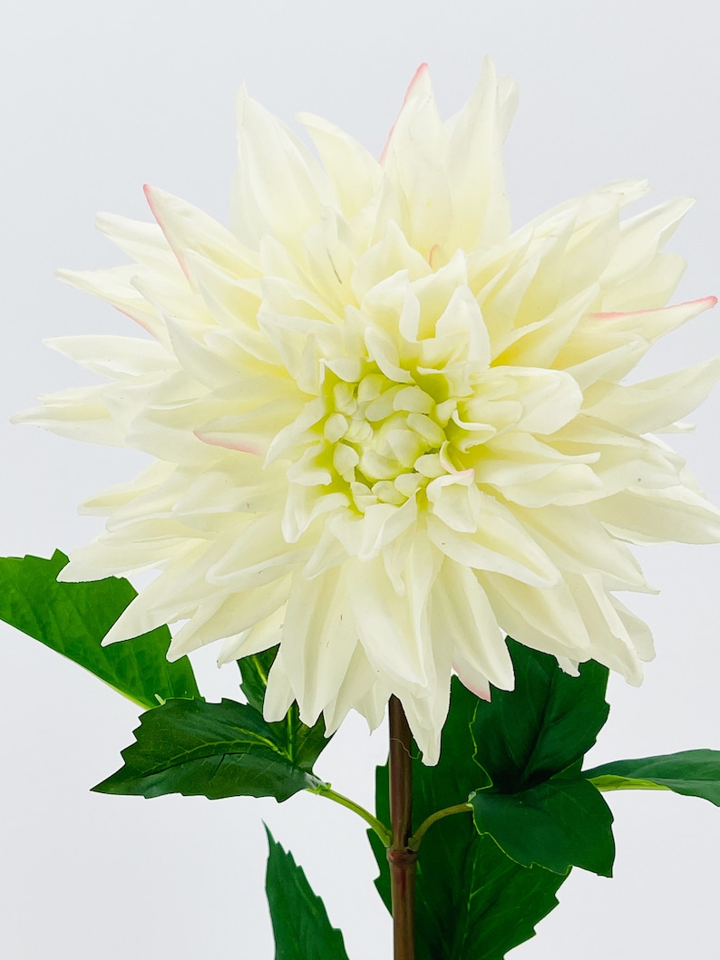 White Real Touch Large Dahlia Extremely Realistic Luxury Quality Artificial Flower Wedding/Home Decoration Gifts Decor Floral D-002 image 4