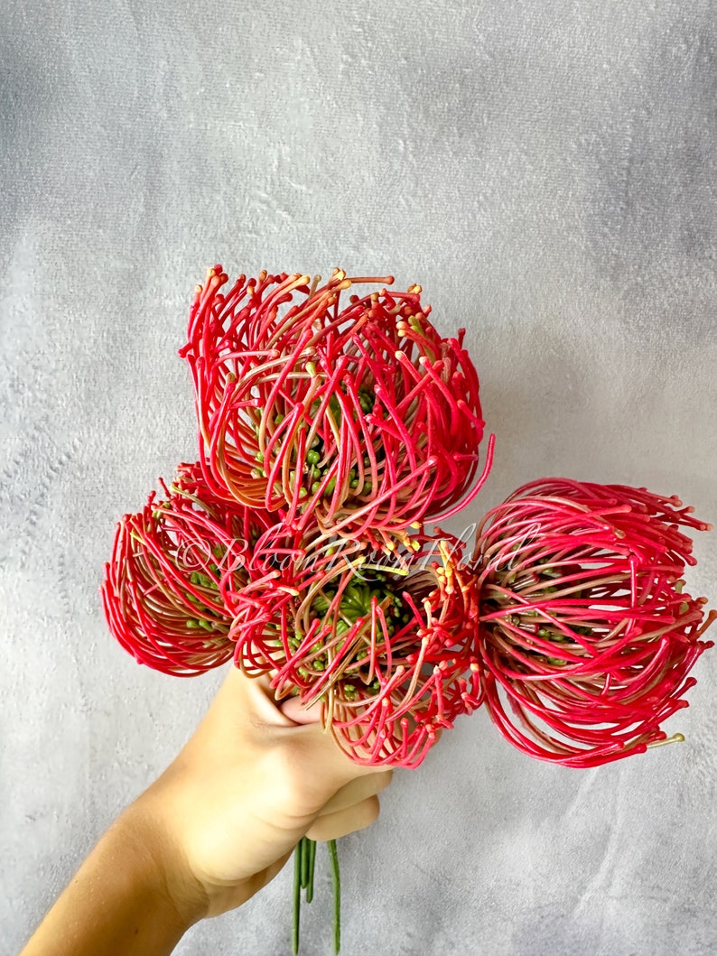 Red Protea Artificial Flower Stem - 12" Tall - DIY Floral Decor image 1