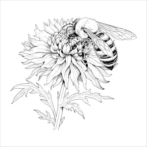 Può includere: Un disegno in bianco e nero di un'ape che impollina un fiore. L'ape è dettagliata con strisce e ali, e il fiore è un crisantemo con molti petali.